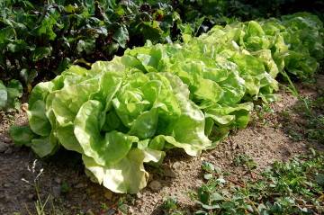 que planter au potager en octobre