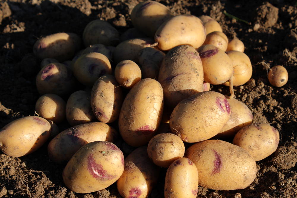 Guide complet : Planter ses Pommes de terre